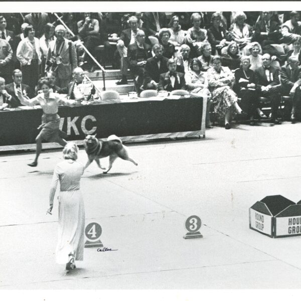 A dog handler in a dress leads a dog in a competition ring while judges and spectators watch. Signs for "Hound Group" and numbers 3 and 4 markers are visible.