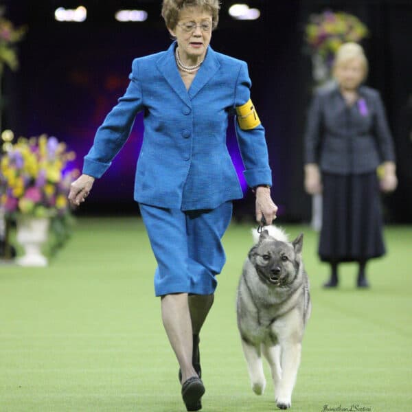 A woman in a blue suit walks a Norwegian Elkhound dog on a leash in a dog show arena, with another person and flower arrangements in the background.
