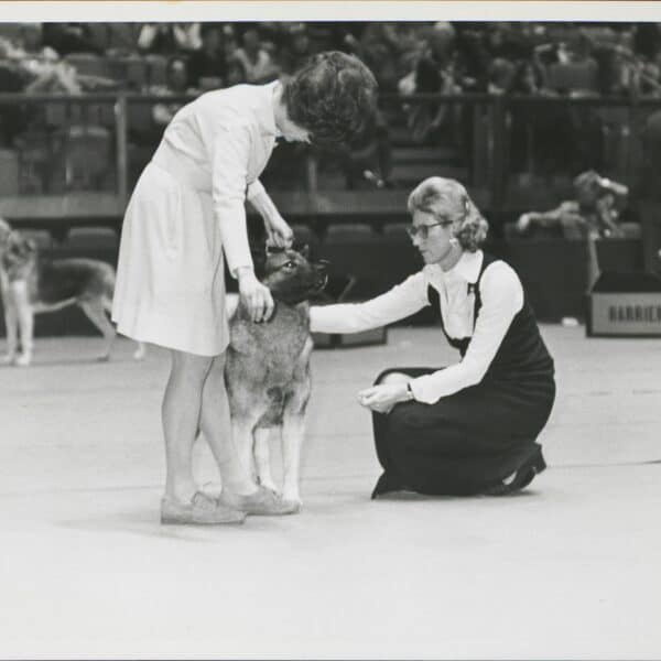 Two women examine a dog in a show ring, with other dogs and spectators visible in the background.
