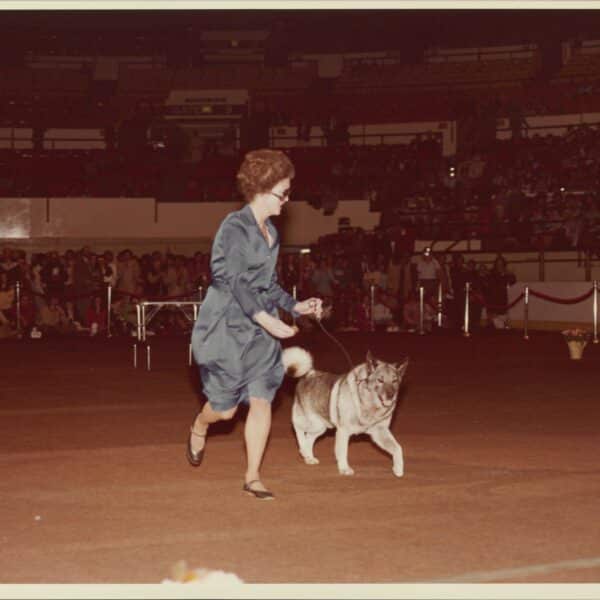 A woman in a blue dress leads a gray dog on a leash in a large indoor arena with an audience in the stands.