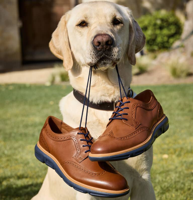 A yellow Labrador retriever sits on grass holding a pair of brown leather dress shoes by the laces in its mouth.