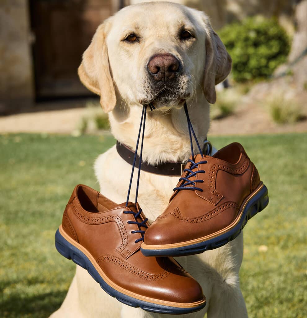 A yellow Labrador retriever sits on grass holding a pair of brown leather dress shoes by the laces in its mouth.