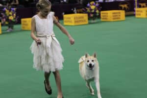 A young girl in a white dress leads a light-colored dog on a leash in a dog show ring with yellow breed signs and flower arrangements in the background.
