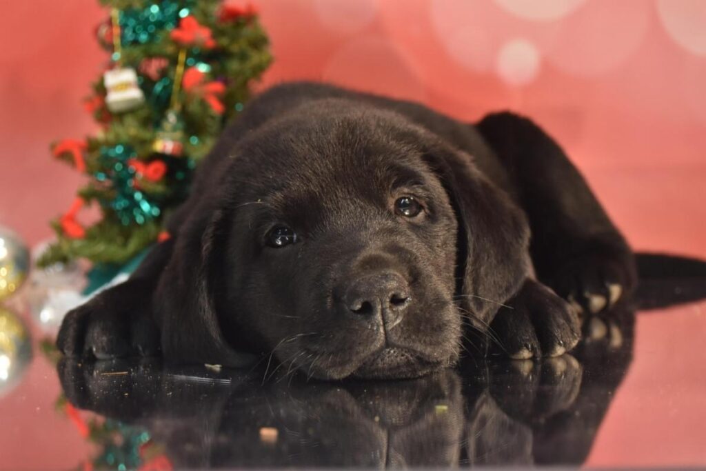 A black Labrador puppy lies on a reflective surface in front of a small decorated Christmas tree, with a pink background.
