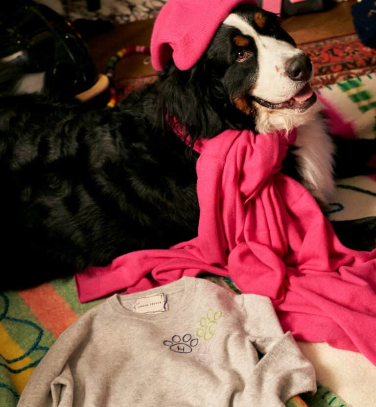 A large black, white, and brown dog wearing a pink scarf and hat lies on a colorful rug next to a gray sweatshirt with a paw print design.