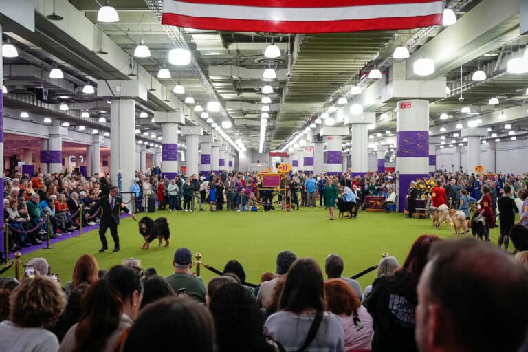 A large indoor dog show event with spectators seated and standing around a green exhibition area, with several dogs and handlers present.