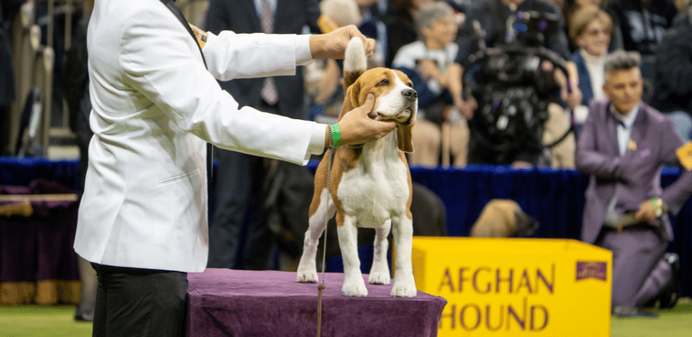 A handler presents a Beagle on a table at a dog show, with judges, fellow exhibitors, and spectators in the background and an Afghan Hound sign visible.