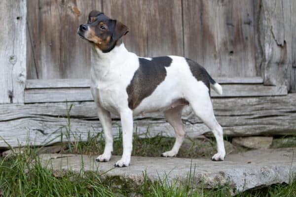 A small black, white, and brown dog stands on a stone path in front of a weathered wooden wall, looking to the side.