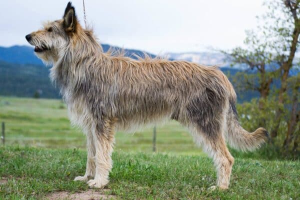 A large, shaggy dog with erect ears stands on grass, facing left, with mountains and fields in the background.