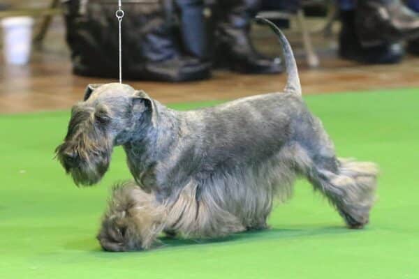 A gray, long-haired dog walks on a leash across a green floor, possibly at a dog show or competition.