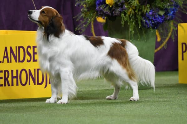 A brown and white dog stands alert on green turf beside a yellow sign, with a floral arrangement in the background.