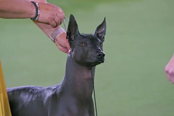 Xoloitzcuintli
