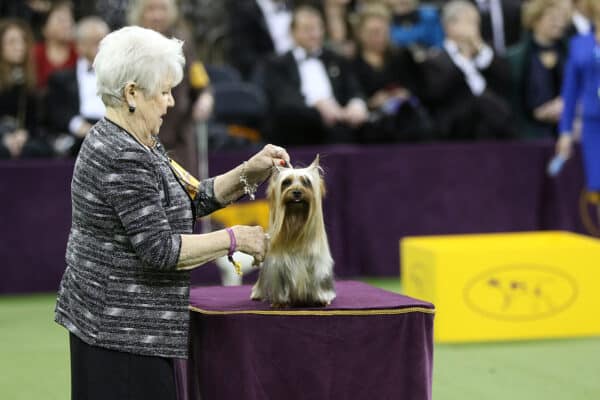 An older woman presents a small, long-haired dog on a table at a dog show, with an audience and judges visible in the background.