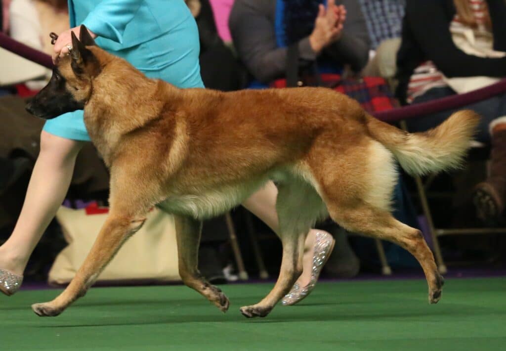 A Belgian Malinois walks on a green carpet at a dog show, led by a person in a blue outfit, with spectators seated in the background.