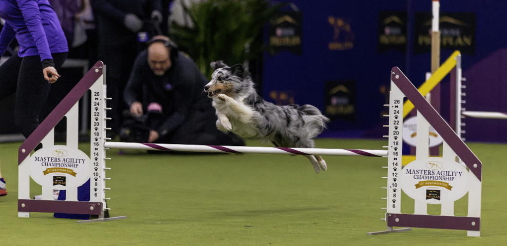 An Australian Shepherd leaps over a hurdle as exhibitors and spectators watch during an agility competition at the Masters Agility Championship event.
