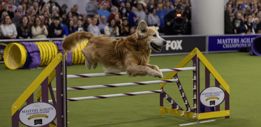 A golden retriever jumps over an agility hurdle during the Masters Agility Championship event, as exhibitors and a cheering audience watch in the background.