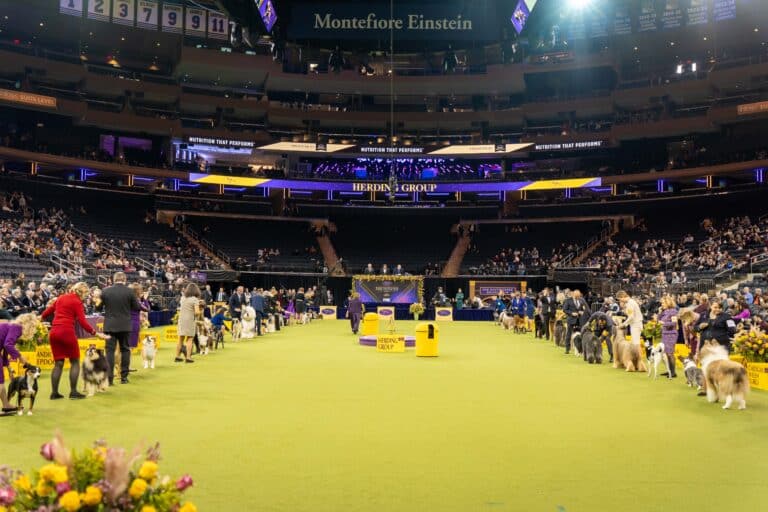 Dog handlers and their dogs, part of the impressive 2026 entries, line up in a large indoor arena for a dog show competition, with spectators seated in the stands.
