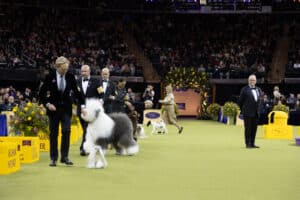 Handlers walk their dogs in a show ring during a dog competition, with judges and audience observing in the background.