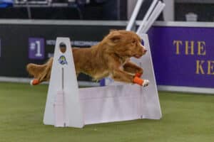 A brown dog with orange leg wraps jumps over a white hurdle during an indoor agility competition.