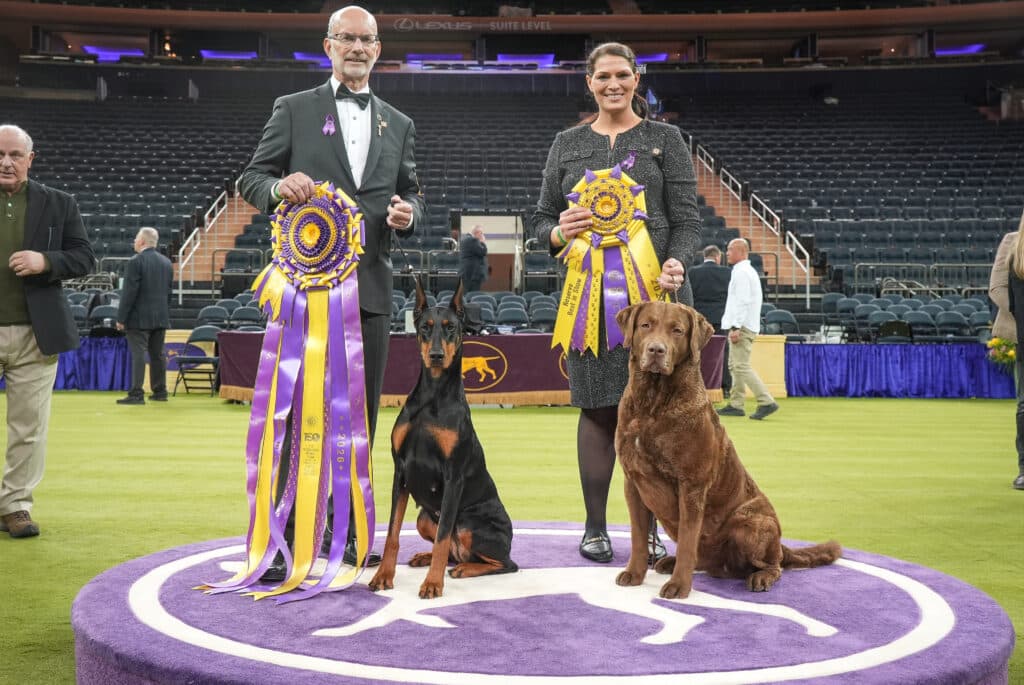 Two people stand on a purple podium with a Doberman Pinscher and a Chesapeake Bay Retriever, each holding large award ribbons at a dog show in an indoor arena.