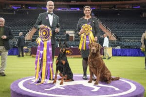 Two people stand on a purple podium with a Doberman Pinscher and a Chesapeake Bay Retriever, each holding large award ribbons at a dog show in an indoor arena.