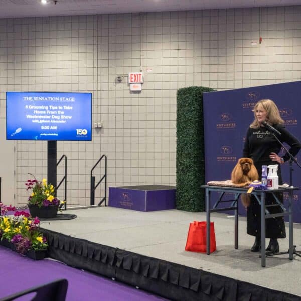A woman stands beside a small brown dog on a grooming table, giving a presentation at the Westminster Dog Show. A sign on stage announces grooming tips, and flowers decorate the stage.
