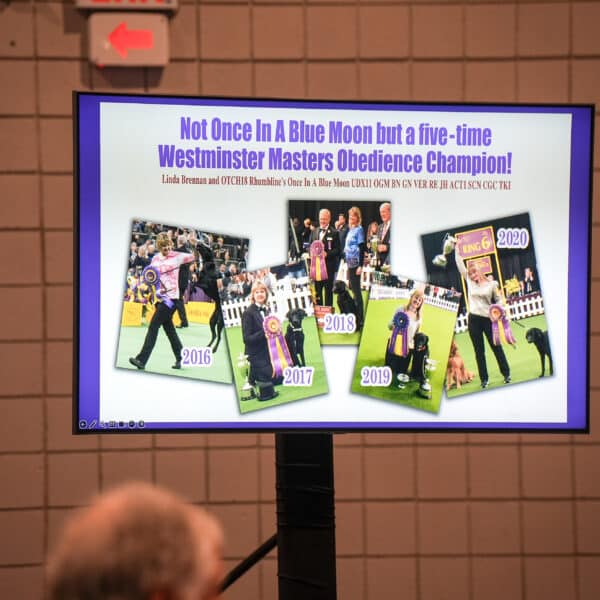 A display screen shows a collage of photos and text announcing a five-time Westminster Masters Obedience Champion from 2016 to 2020.