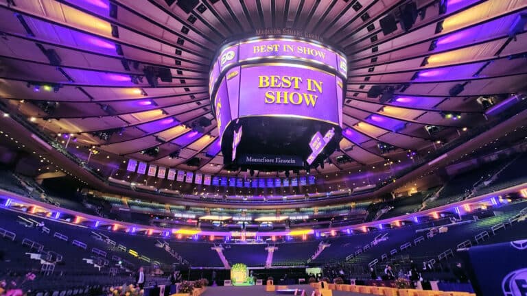 Interior of an arena with purple lighting and a large central screen displaying "BEST IN SHOW"; seating is mostly empty. From Booked and Busy to Best in Show: Inside Westminster’s First Sensation Stage.