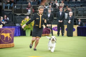 A handler in a black and gold outfit leads a white and gray dog on a leash at a dog show, with judges and an audience in the background.
