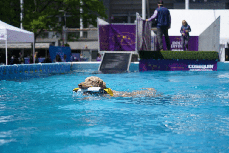 A dog wearing a yellow vest swims in a pool, holding a toy in its mouth, during an outdoor event with people and banners in the background—capturing the spirit of Junior Showmanship: The Stories Behind the Scenes.