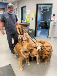 A veterinarian in scrubs smiles while holding the leashes of five Golden Retrievers inside an animal hospital.