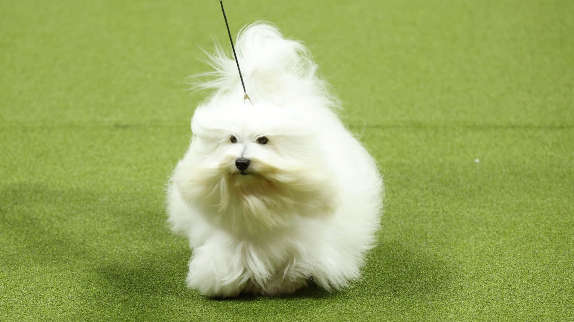 A fluffy white dog with long fur, reminiscent of a Sensation Award winner, gracefully trots on a leash across a lush green surface. A fluffy white dog with long fur, reminiscent of a Sensation Award winner, gracefully trots on a leash across a lush green surface.