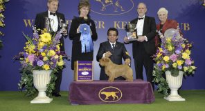 1_FC_Norfolk_Terrier