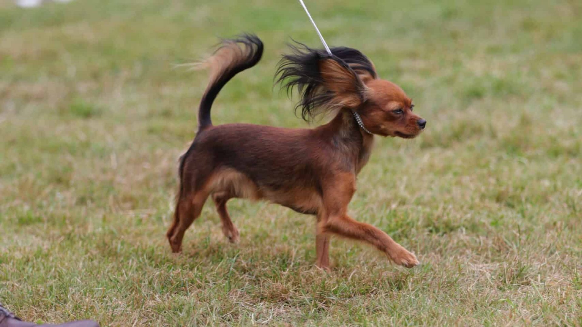 A small dog with long ears and tail, reminiscent of a Sensation Award winner, walks on grass, leashed and poised near a person’s foot. A small dog with long ears and tail, reminiscent of a Sensation Award winner, walks on grass, leashed and poised near a person's foot.