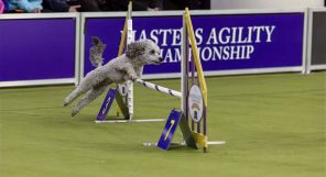 A dog jumps over a hurdle during an agility competition on a green indoor field, with a "Masters Agility Championship" sign in the background.