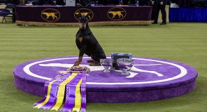 A Doberman sits on a purple podium with award ribbons and trophies at a dog show, with judges’ table and people in the background.