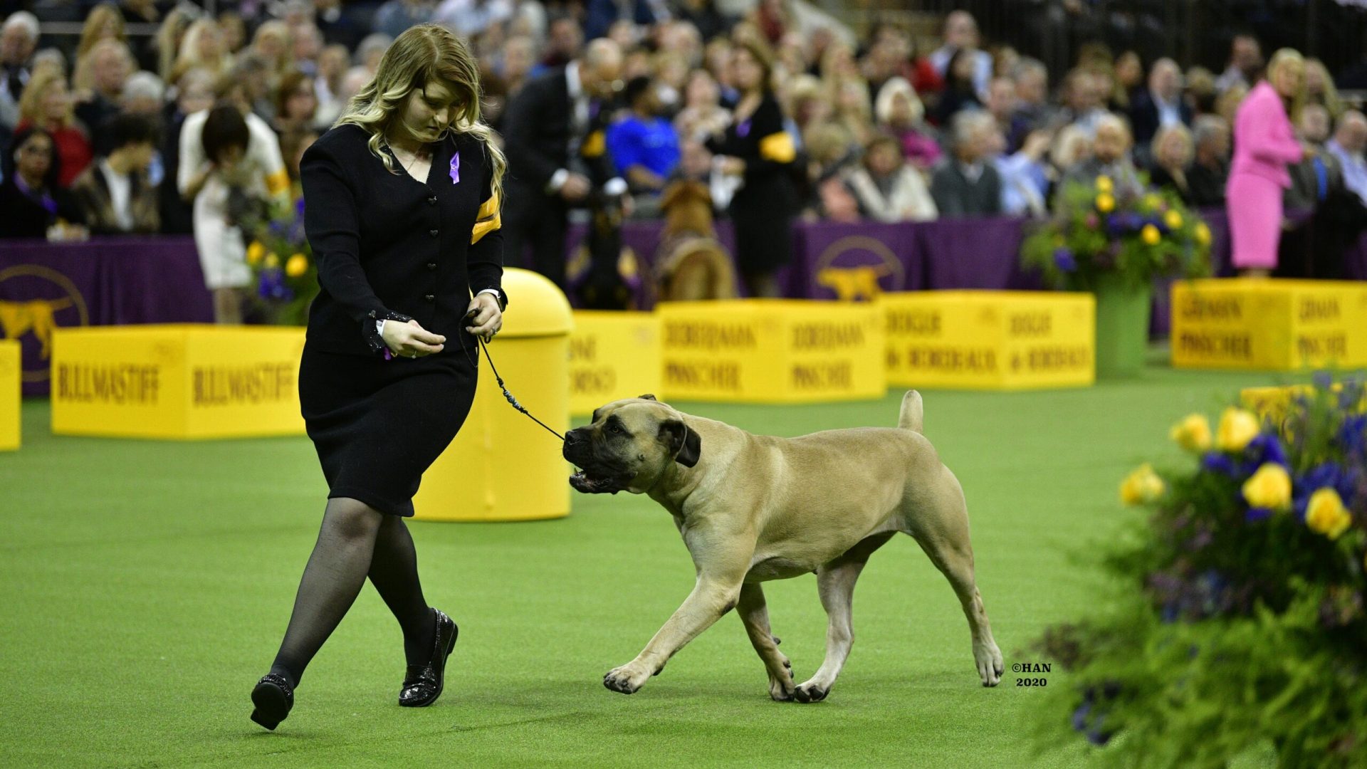 A handler in a black suit proudly leads a large, tan dog on a leash through the bustling indoor dog show arena, where Sensation Award Winners gather to celebrate their triumphs. A handler in a black suit proudly leads a large, tan dog on a leash through the bustling indoor dog show arena, where Sensation Award Winners gather to celebrate their triumphs.