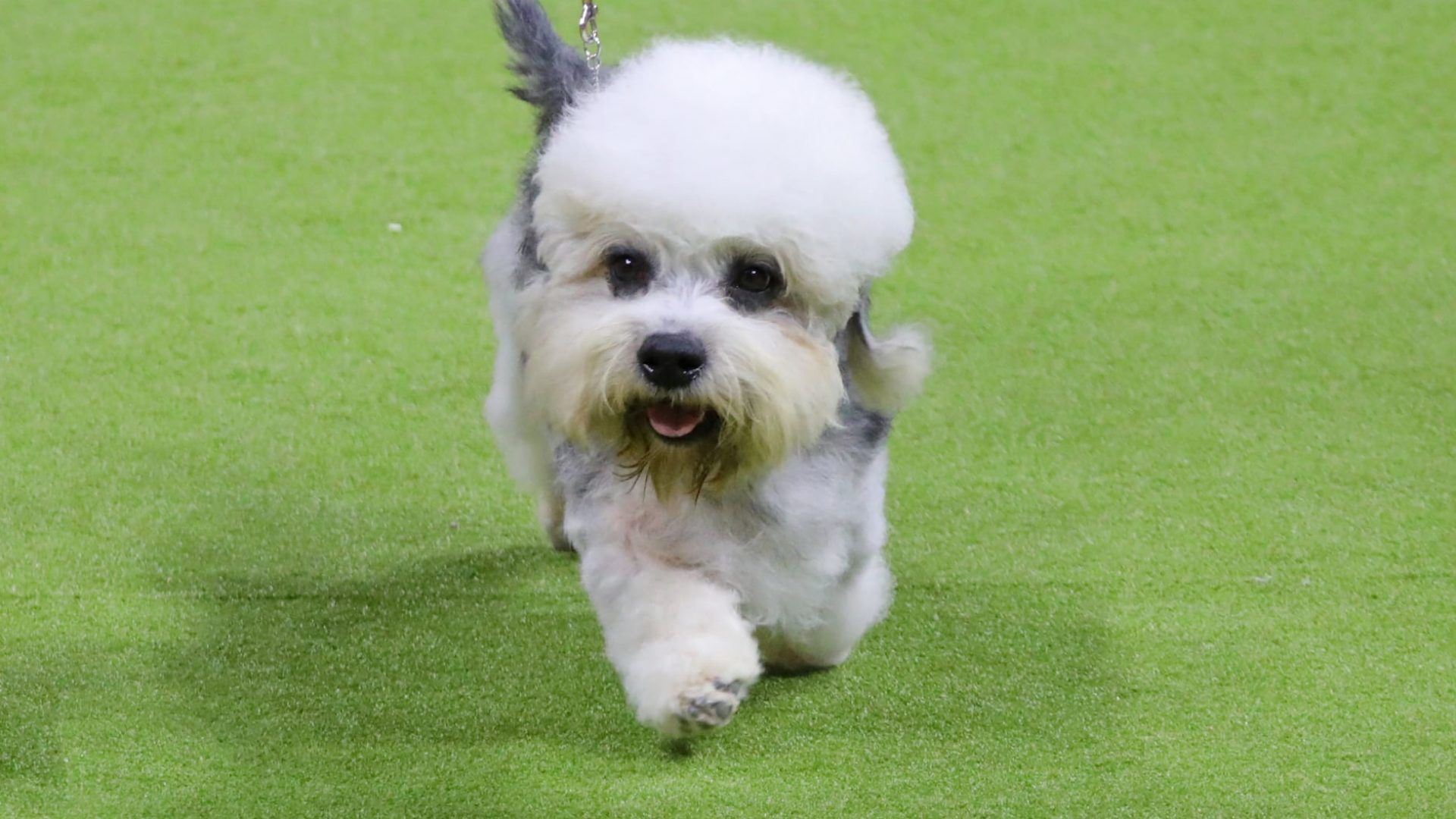 A fluffy dog with white and gray fur, resembling a sensation award winner, walks on grass while on a leash, looking towards the camera. A fluffy dog with white and gray fur, resembling a sensation award winner, walks on grass while on a leash, looking towards the camera.