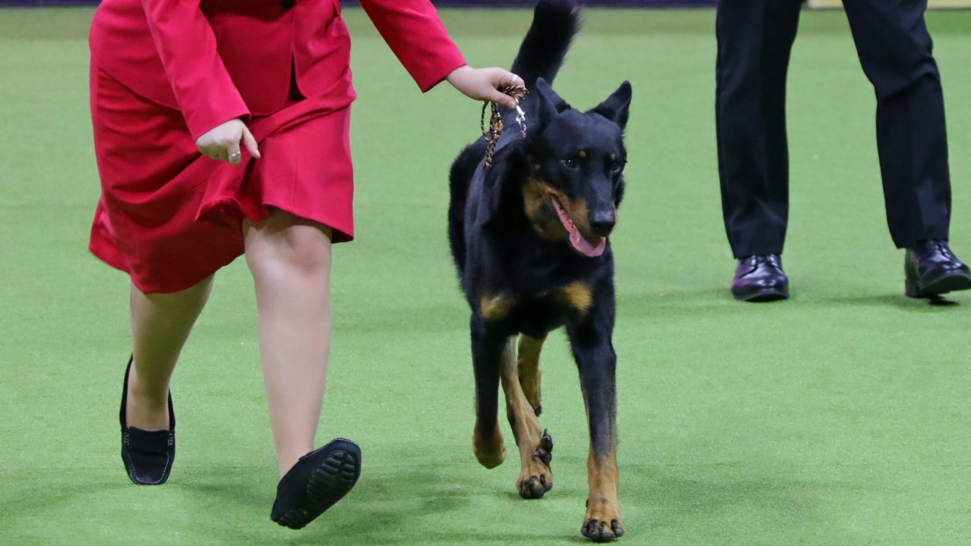 A dog on a leash, led by a person in a striking red outfit, gracefully navigates the show setting like one of the Sensation Award Winners. A dog on a leash, led by a person in a striking red outfit, gracefully navigates the show setting like one of the Sensation Award Winners.