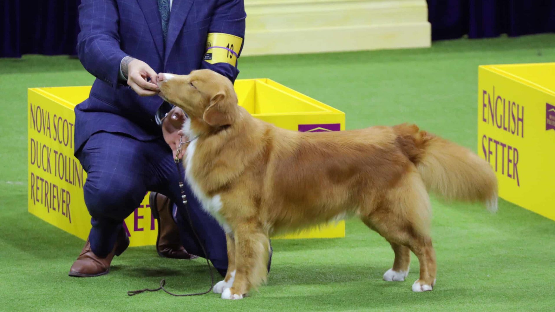 A Nova Scotia Duck Tolling Retriever, an exemplar among Sensation Award Winners, stands proudly beside a person in a suit, performing in a dog show ring. A Nova Scotia Duck Tolling Retriever, an exemplar among Sensation Award Winners, stands proudly beside a person in a suit, performing in a dog show ring.