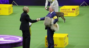 A man shaking hands with a dog at a dog show.