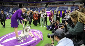 A woman in a purple dress is standing next to a dog on a stage.