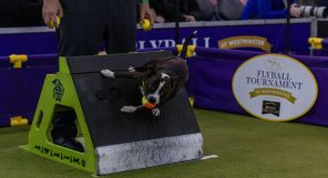 Flyball_df-4_pby6w5