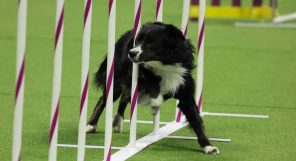 A black and white dog is jumping over a set of poles.